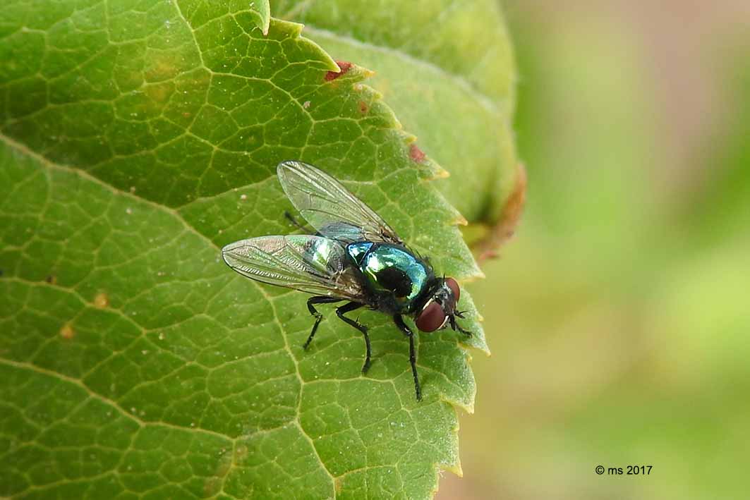 Muscidae?  S, Pyrellia vivida